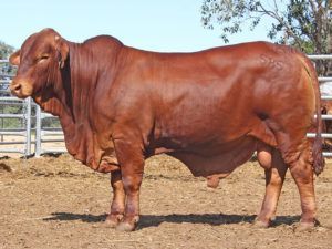 53 SC CARL 215853 (HP) D4