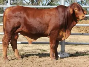 54 SC 226084 (PP) D5