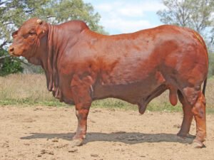 54 SC 236193 (HP) D5