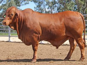 54 SC JOSH 215899 (HP) D3