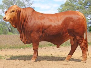 55 SC 236198 (HP) D3