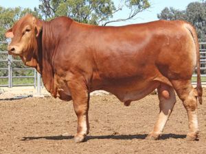 55 SC THOR 215865 (HP) D4