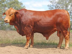 56 SC 236151 (HP) Herd Bull
