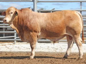 56 SC BLINKY BILL 215883 (PP) D4