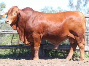 65. SC ROB 5639 (P) D4