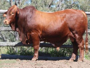 66. SC BRENTO 5551 (H) D5