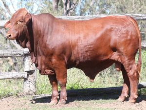 67. SC TIMMY 5593 (P) D5