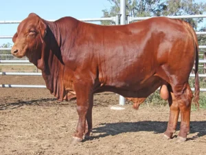 94 SC 246386 (PP) D4