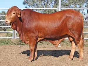 96 SC 246360 (PH) D3 SCG246360M