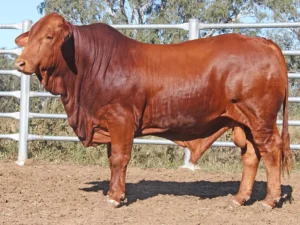 97 SC 246367 (PH) D2 SCG246367M