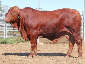 98 SC 246413 (PH) D3 SCG246413M