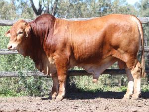 099 SC ICON 5648 (P) D3