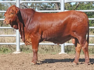 99 SC 246382 (PP) D3