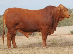 CLONLARA 22337 (PH) D5