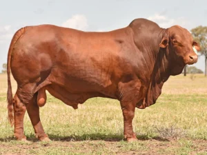 MUNGALLA 3410 (PP) D2