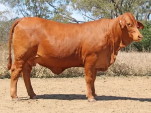 1 SC CAMILLA 246321 (PP) (AI) D5