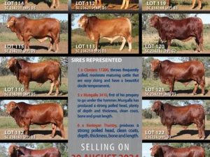 FUNCTIONAL CATTLE BRED FOR PERFORMANCE, FITZROY CROSSING BULL SALE 2024