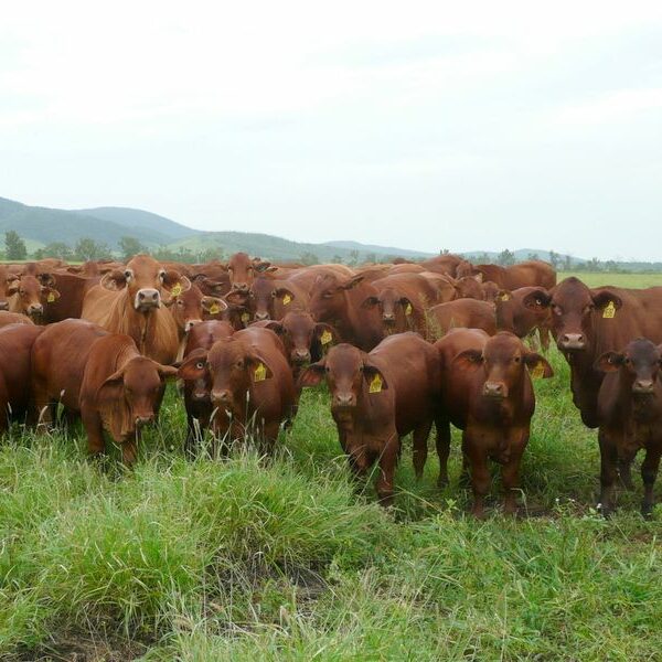 Comanche Breeders and Progeny