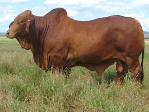 Billabong Nasa (H) D5