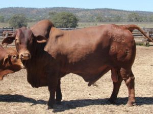 Billabong Starbucks (P) D5