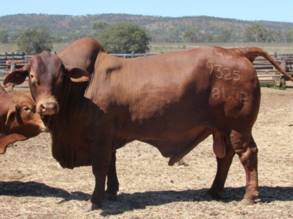 Sires 2 billabong starbucks p d5