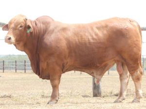 Christmas Creek 1201 (P) D5