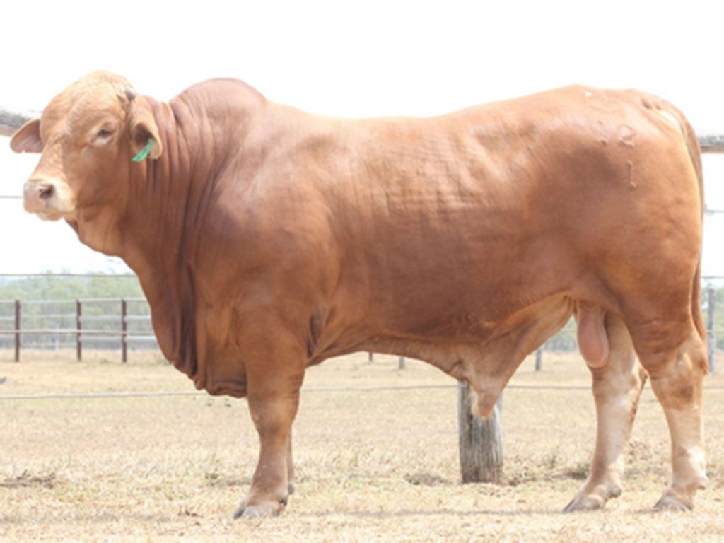 christmas creek 1201 p d5