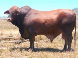 Clonlara 07186 (S) D5