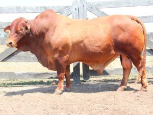 CLONLARA 13210 (P) D5