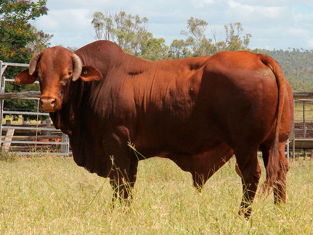 comanche 2567 6 s d5