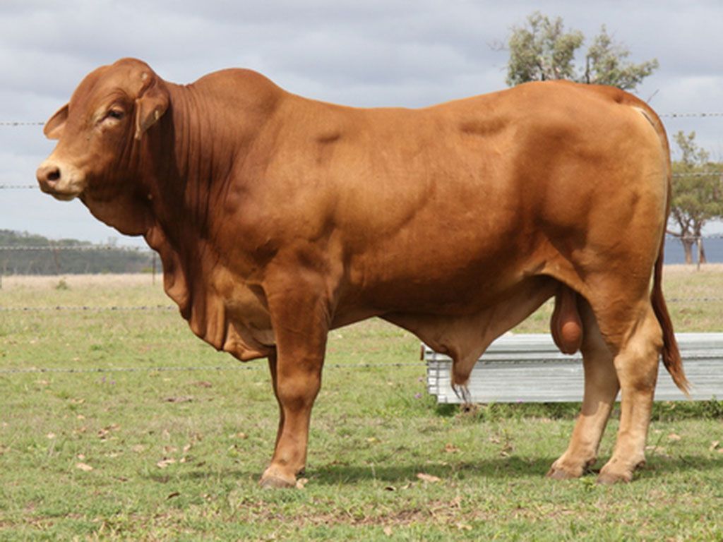 comanche carribean p d5