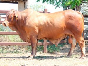 COMANCHE GO-BURNSIE (S) D5