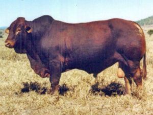 Comanche Hiroshima (D) D5