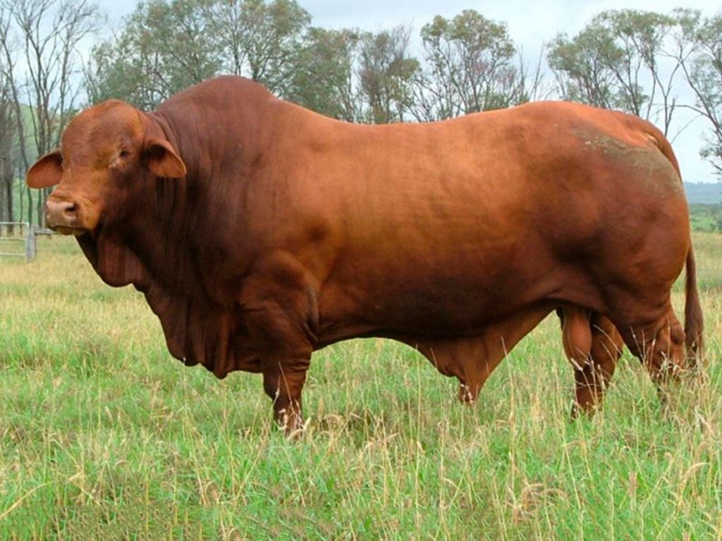 Sires 4 dalmally 21 p d3