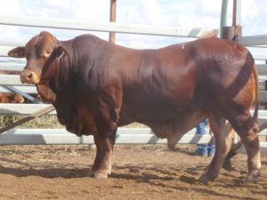 Eddington Extra (P) D5