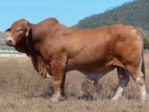 Glenavon Indian Chief (P) D5