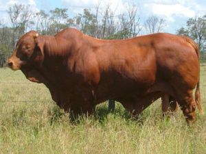 Glenlands Hamal (H) D5