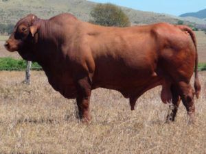 Glenlands Hansen (P) D5