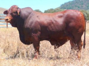 Glenlands Mercer (S) D5