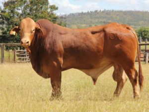 Glenlands Premier (P) D5