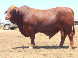 Hamadra Marcus (S) D5