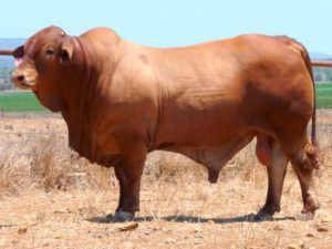 Lagoona Bay Eumandi (P) D5