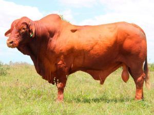 LISGAR DALLAS (P) D3