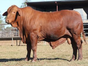 168. Comanche Emery (P) D4