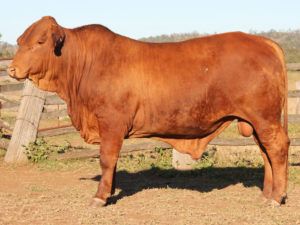 170. Comanche Edan (P) D4