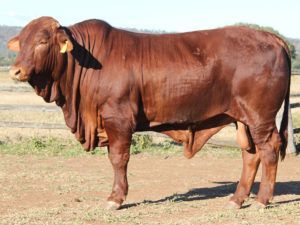 171. Comanche Eulogie (P) D4