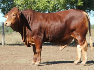 172. Comanche Erol (H) D5
