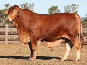 173. Comanche Eugine (P) (AI) D4