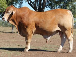 174. Comanche Eddie (P) D4