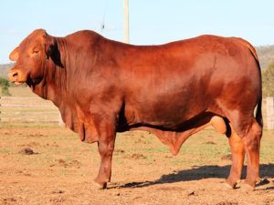 231. Comanche Donaldson